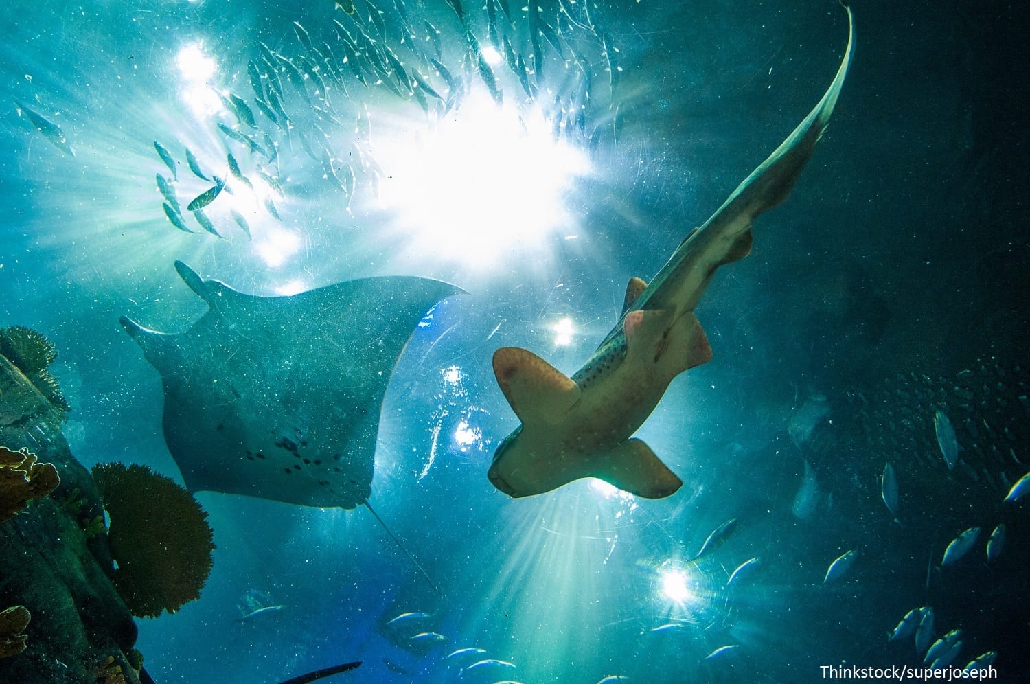 Have the Best Day at the Maine Aquarium in Boothbay! Newagen Seaside Inn