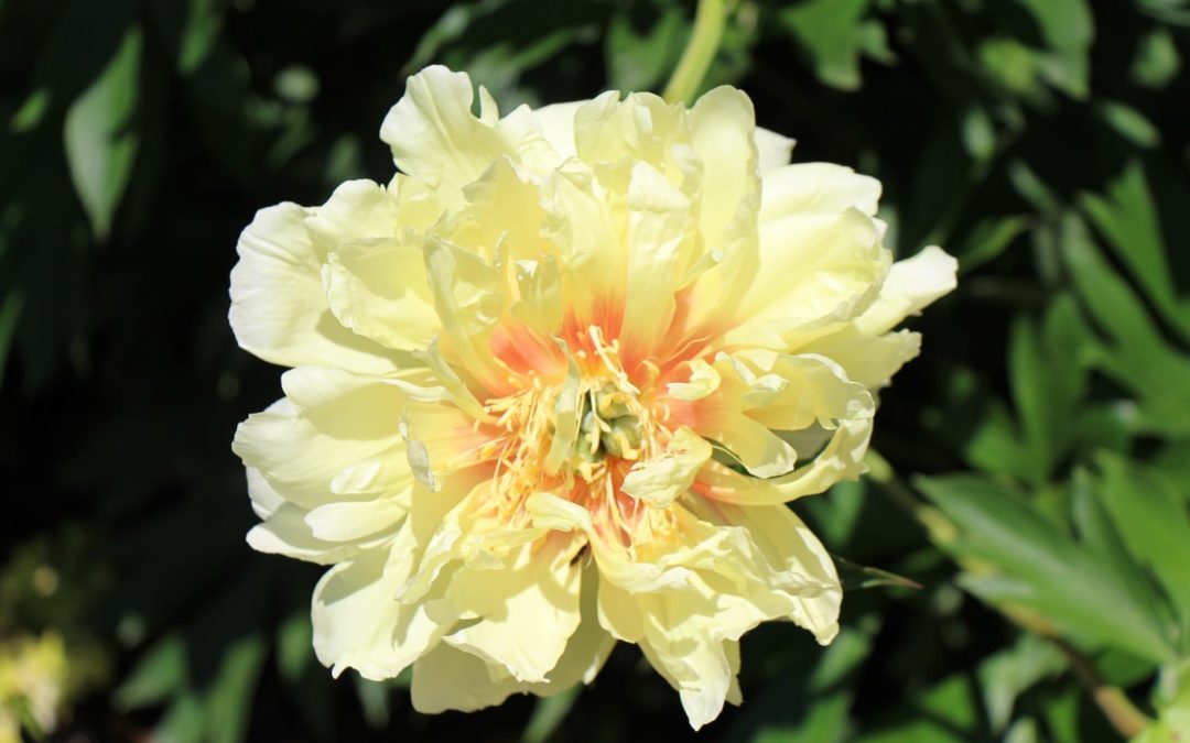 Love is in Bloom at the Beautiful Coastal Maine Botanical Gardens!