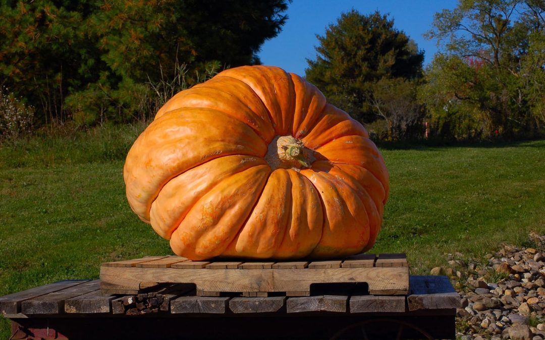 3 of the Best Ways to Enjoy the Damariscotta Pumpkinfest