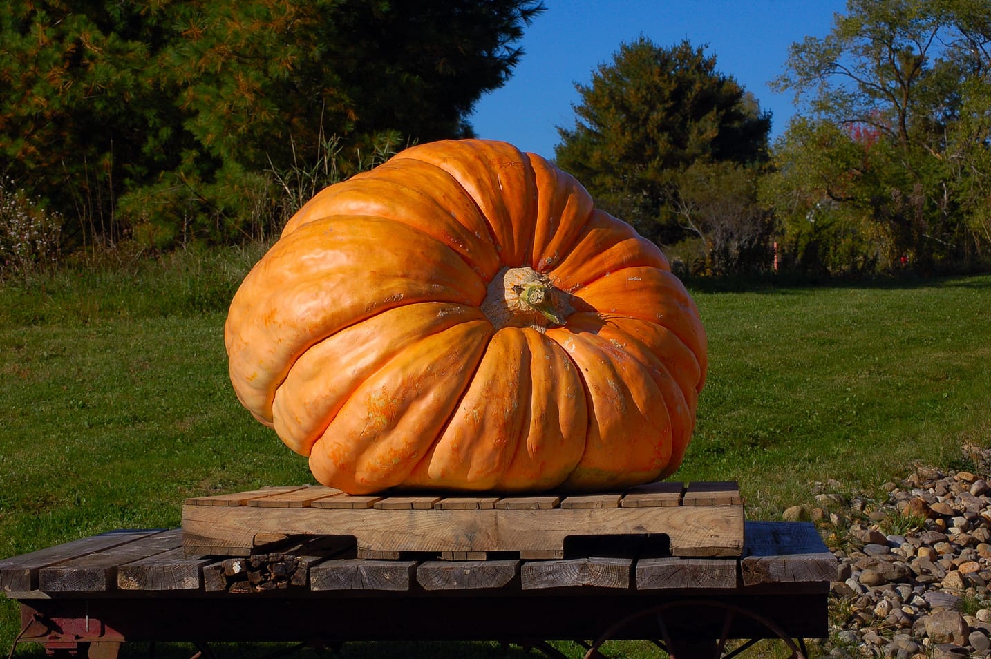 Boothbay Harbor pumpkin