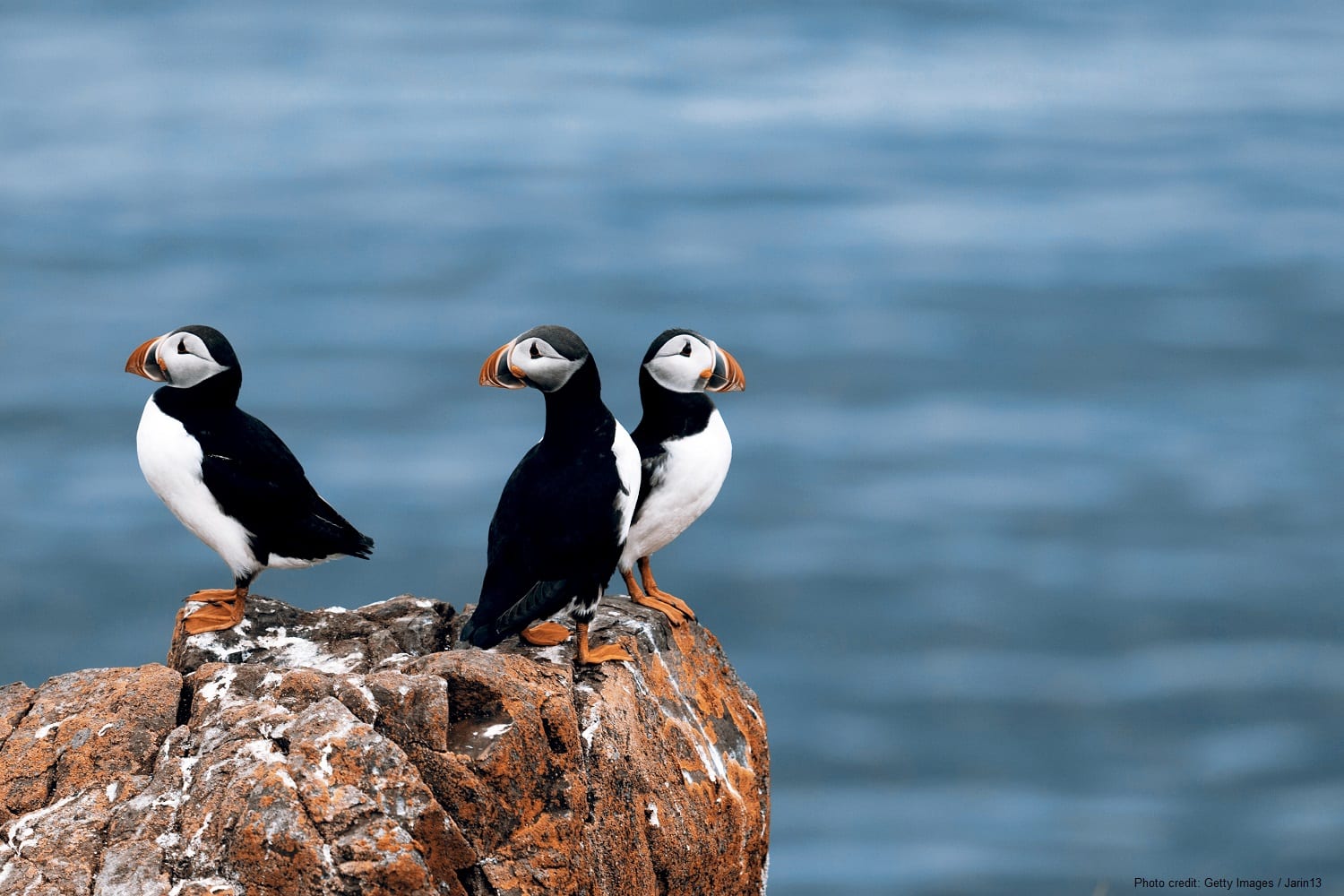 Puffin cruise in Maine