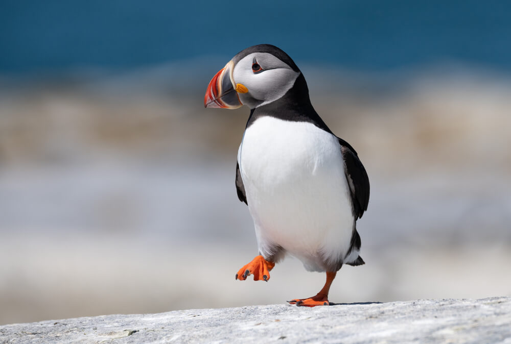 A puffin that can be spotted on wildlife tours in Midcoast Maine.